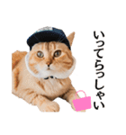 Cap Cat 〜キャップキャット〜（個別スタンプ：16）