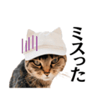 Cap Cat 〜キャップキャット〜（個別スタンプ：19）