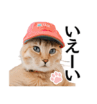 Cap Cat 〜キャップキャット〜（個別スタンプ：23）