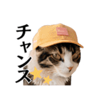 Cap Cat 〜キャップキャット〜（個別スタンプ：31）