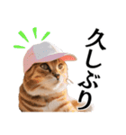 Cap Cat 〜キャップキャット〜（個別スタンプ：33）