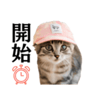 Cap Cat 〜キャップキャット〜（個別スタンプ：37）