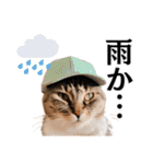 Cap Cat 〜キャップキャット〜（個別スタンプ：40）