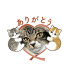 保護猫しらす3（個別スタンプ：3）