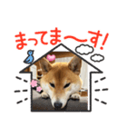 芝犬茶々NO5（個別スタンプ：5）