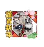 犬正月Ⅱ（個別スタンプ：1）