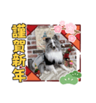 犬正月Ⅱ（個別スタンプ：3）