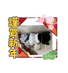 犬正月Ⅱ（個別スタンプ：4）