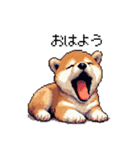 ドット絵 仔犬な柴犬 日常会話（個別スタンプ：1）