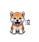 ドット絵 仔犬な柴犬 日常会話（個別スタンプ：13）