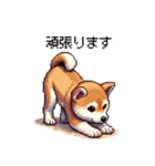 ドット絵 仔犬な柴犬 日常会話（個別スタンプ：23）