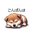 ドット絵 仔犬な柴犬 日常会話（個別スタンプ：25）