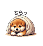 ドット絵 仔犬な柴犬 日常会話（個別スタンプ：31）