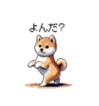 ドット絵 仔犬な柴犬 日常会話（個別スタンプ：36）