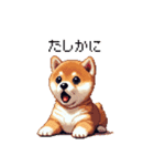 ドット絵 仔犬な柴犬 日常会話（個別スタンプ：40）