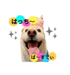 うちの愉快なはちぼう（個別スタンプ：1）