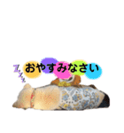 うちの愉快なはちぼう（個別スタンプ：20）
