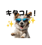 サングラス犬の日常（個別スタンプ：17）