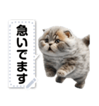 リアル猫のメッセージスタンプ01（個別スタンプ：1）