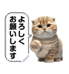 リアル猫のメッセージスタンプ01（個別スタンプ：9）