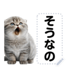 リアル猫のメッセージスタンプ01（個別スタンプ：18）