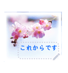 水彩画風桜（個別スタンプ：2）