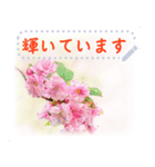 水彩画風桜（個別スタンプ：3）