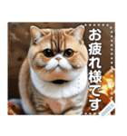 【ブサカワ猫】エキゾチックショートヘア（個別スタンプ：6）