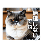 【ブサカワ猫】エキゾチックショートヘア（個別スタンプ：8）