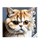 【ブサカワ猫】エキゾチックショートヘア（個別スタンプ：11）