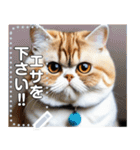 【ブサカワ猫】エキゾチックショートヘア（個別スタンプ：13）