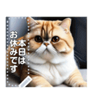 【ブサカワ猫】エキゾチックショートヘア（個別スタンプ：19）