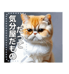【ブサカワ猫】エキゾチックショートヘア（個別スタンプ：21）