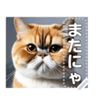 【ブサカワ猫】エキゾチックショートヘア（個別スタンプ：24）