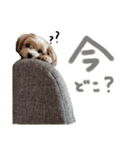 メルリキニコスタンプ3（個別スタンプ：24）