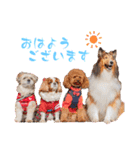可愛い愛犬達のスタンプ（個別スタンプ：1）