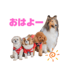 可愛い愛犬達のスタンプ（個別スタンプ：2）