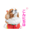 可愛い愛犬達のスタンプ（個別スタンプ：3）