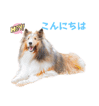 可愛い愛犬達のスタンプ（個別スタンプ：4）