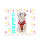 可愛い愛犬達のスタンプ（個別スタンプ：5）