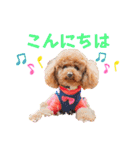 可愛い愛犬達のスタンプ（個別スタンプ：6）