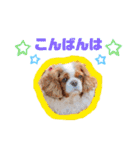 可愛い愛犬達のスタンプ（個別スタンプ：7）