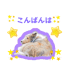 可愛い愛犬達のスタンプ（個別スタンプ：8）