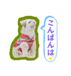 可愛い愛犬達のスタンプ（個別スタンプ：9）