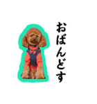 可愛い愛犬達のスタンプ（個別スタンプ：10）