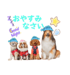 可愛い愛犬達のスタンプ（個別スタンプ：11）