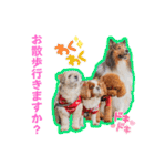 可愛い愛犬達のスタンプ（個別スタンプ：13）