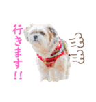 可愛い愛犬達のスタンプ（個別スタンプ：14）
