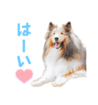 可愛い愛犬達のスタンプ（個別スタンプ：15）