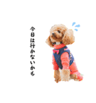 可愛い愛犬達のスタンプ（個別スタンプ：16）
